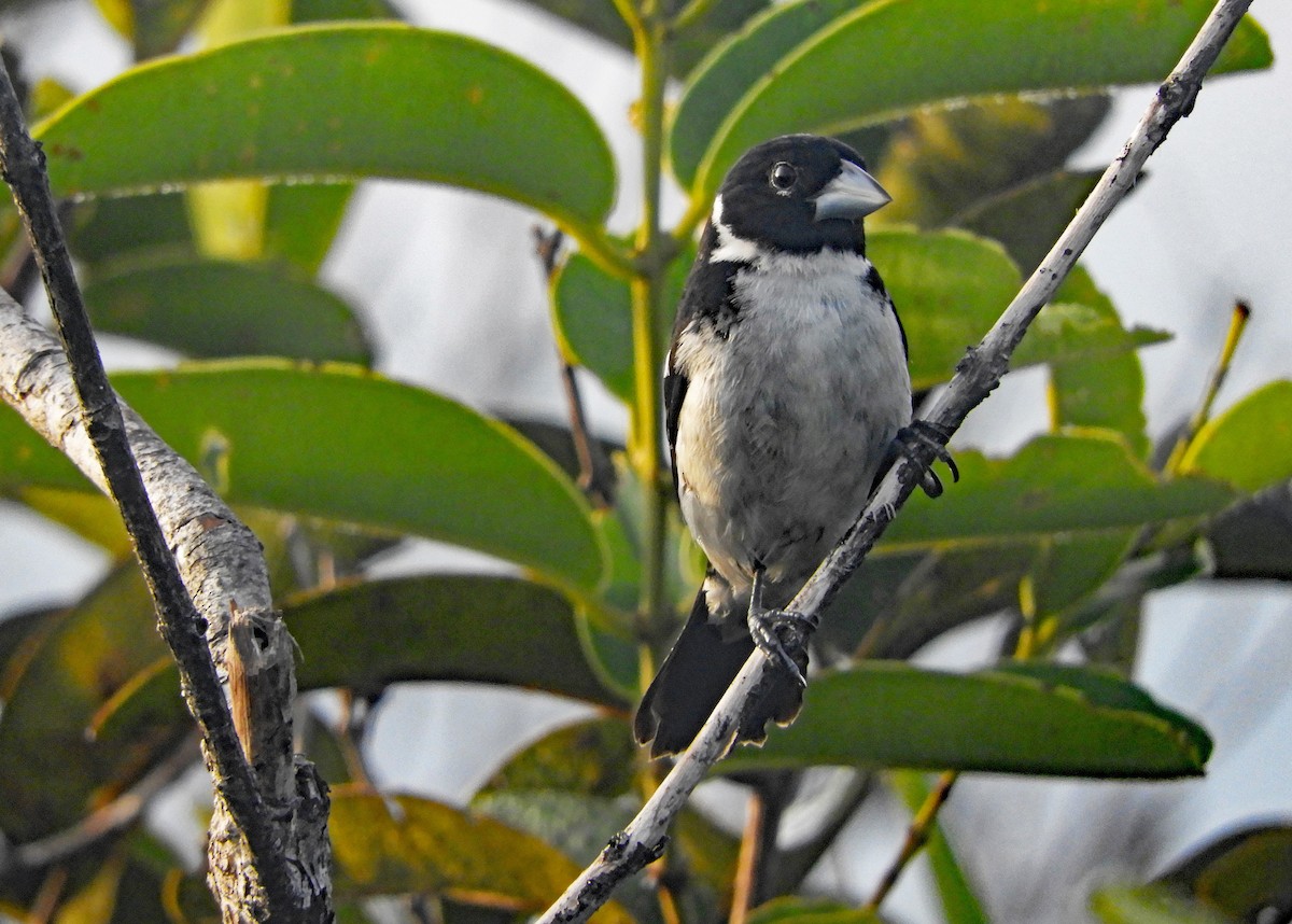 White-naped Seedeater - ML166903011