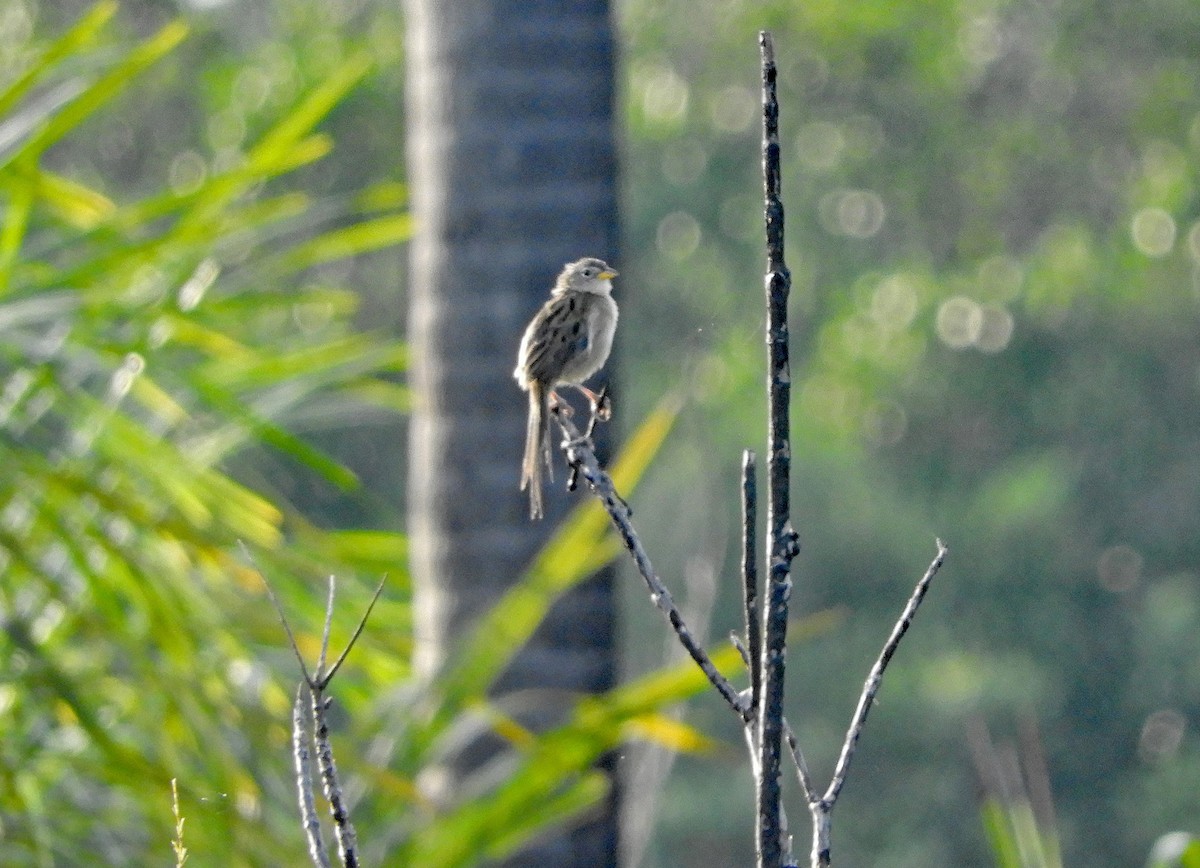 Wedge-tailed Grass-Finch - ML166903241