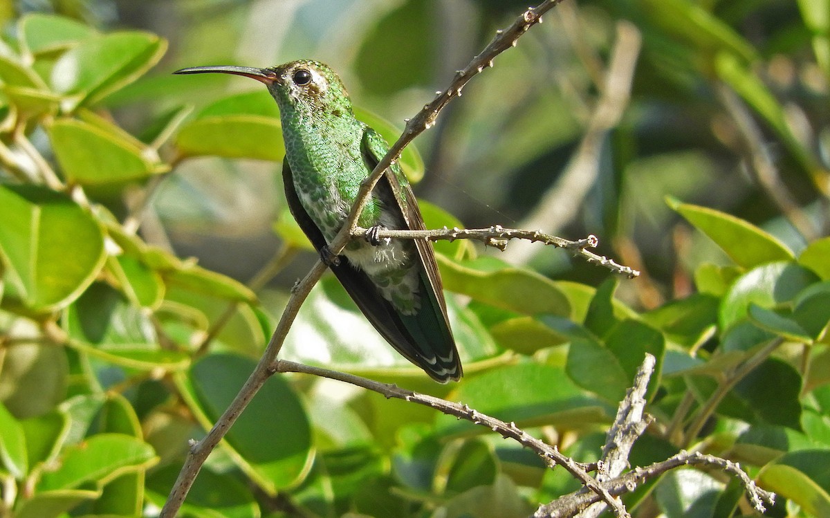 Зелёнохвостый колибри - ML166903381