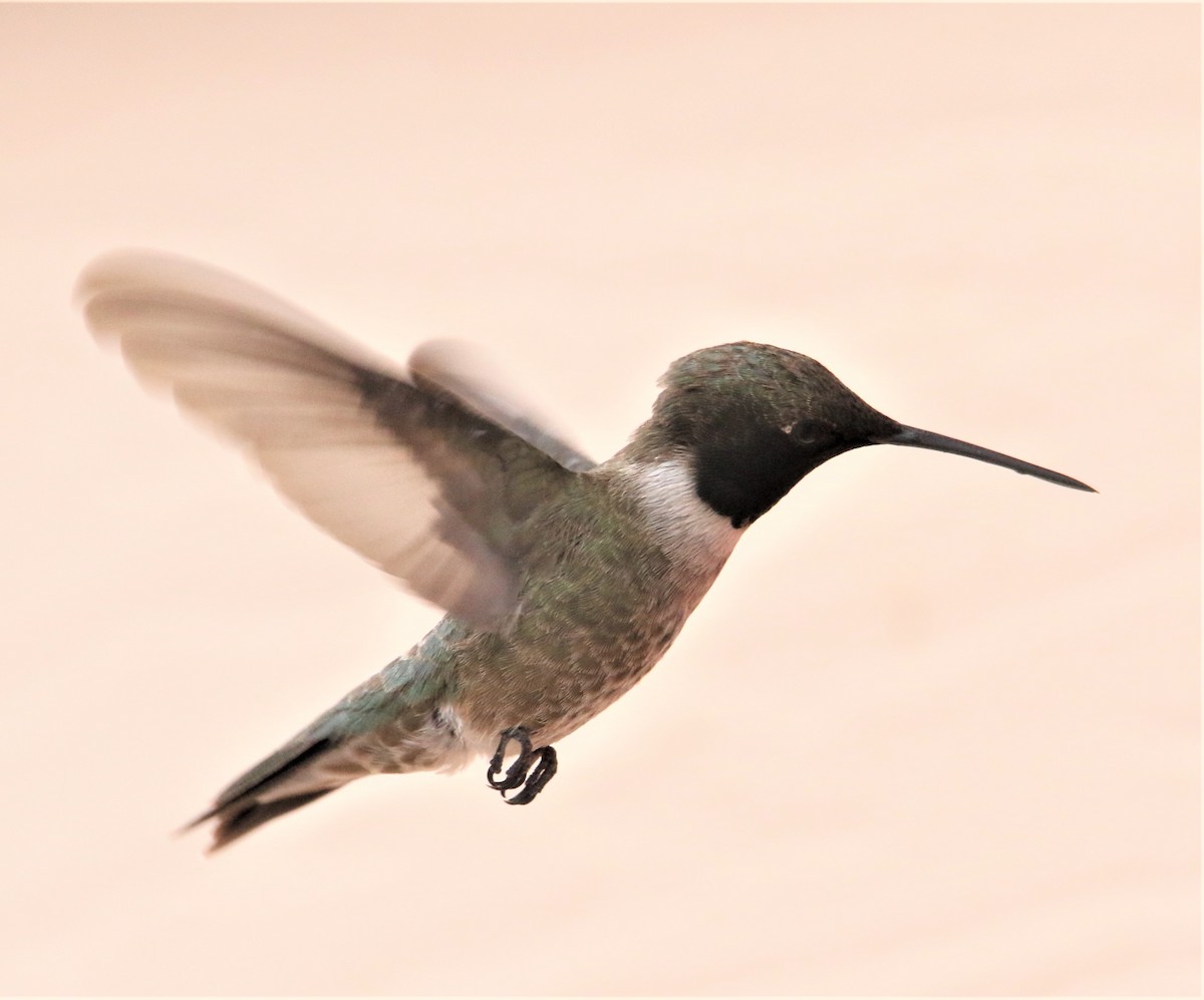 Black-chinned Hummingbird - ML166903481