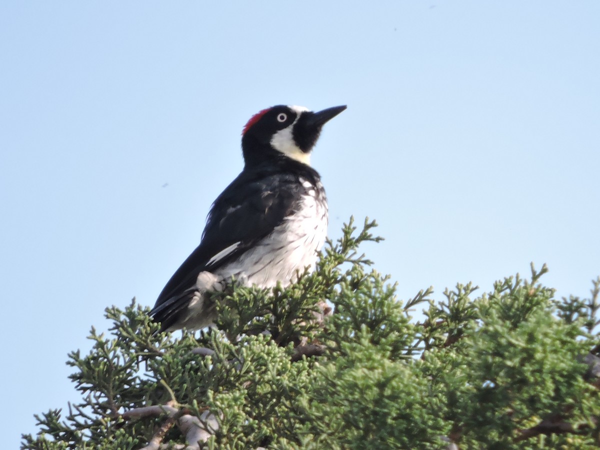 Acorn Woodpecker - ML166903491