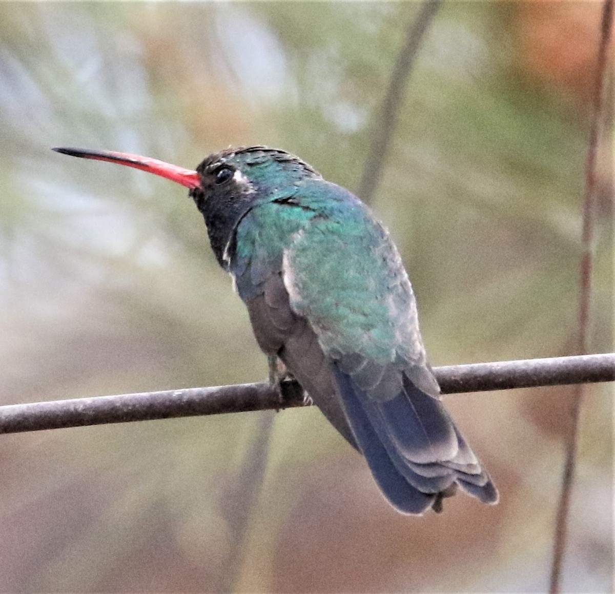 Broad-billed Hummingbird - ML166903541