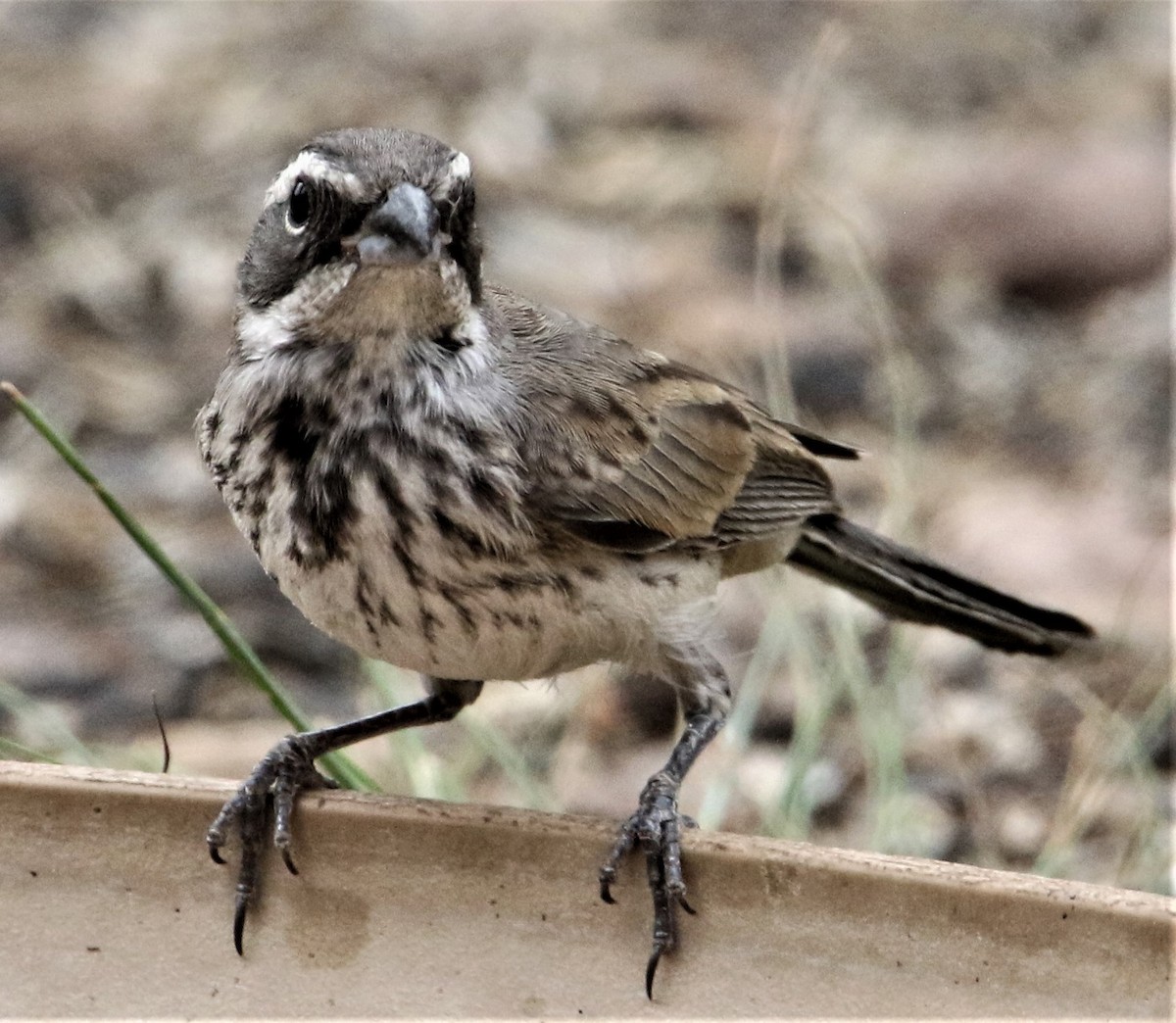 Black-throated Sparrow - ML166904151