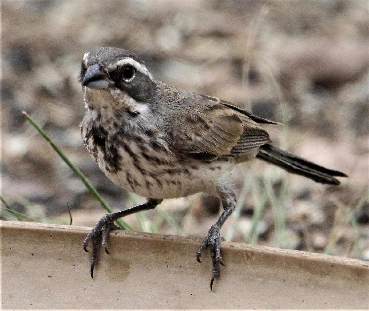 Black-throated Sparrow - ML166904161