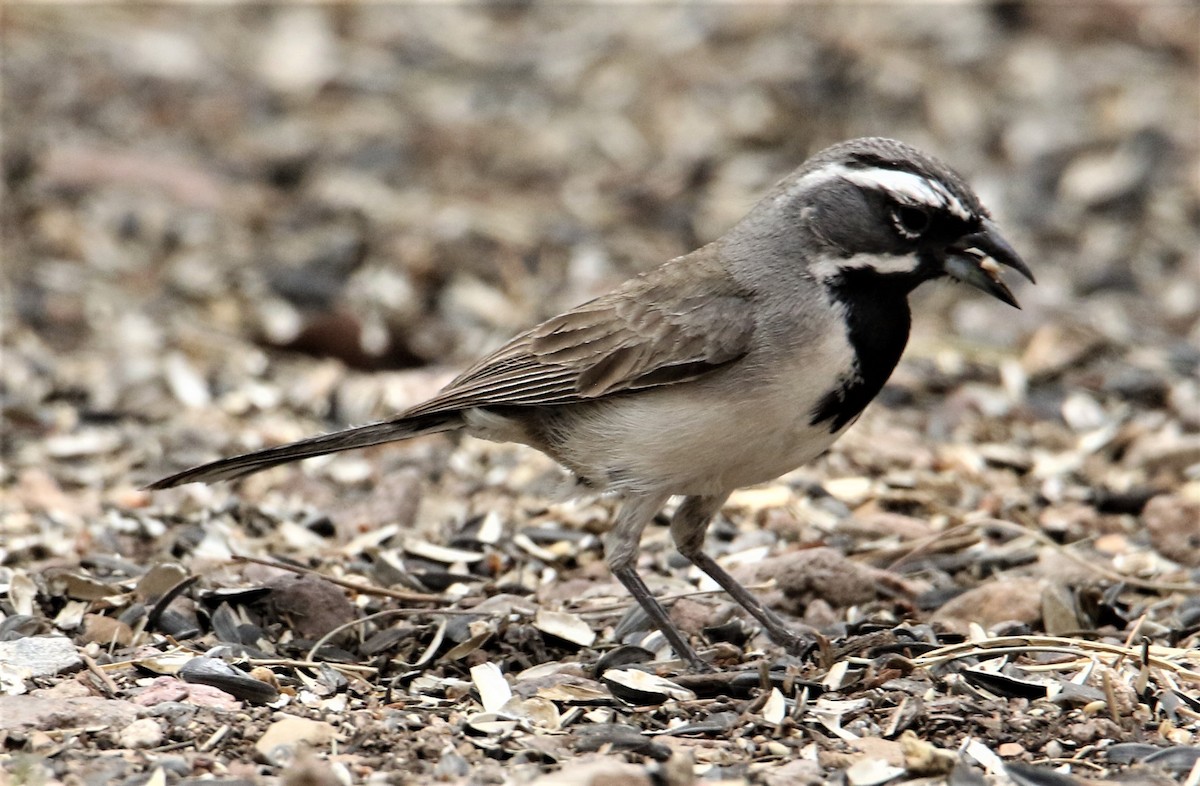 Black-throated Sparrow - ML166904191