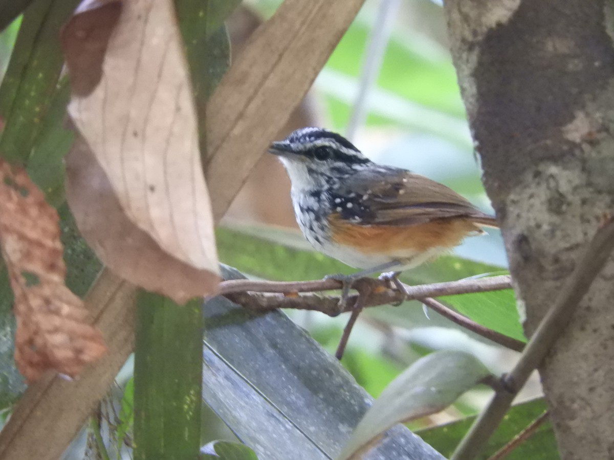 Guianan Warbling-Antbird - ML166904261