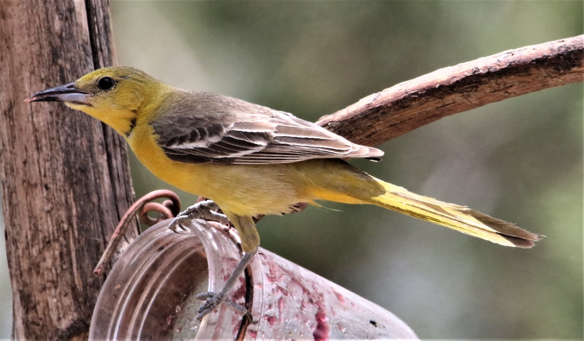 Hooded Oriole (nelsoni Group) - ML166904521
