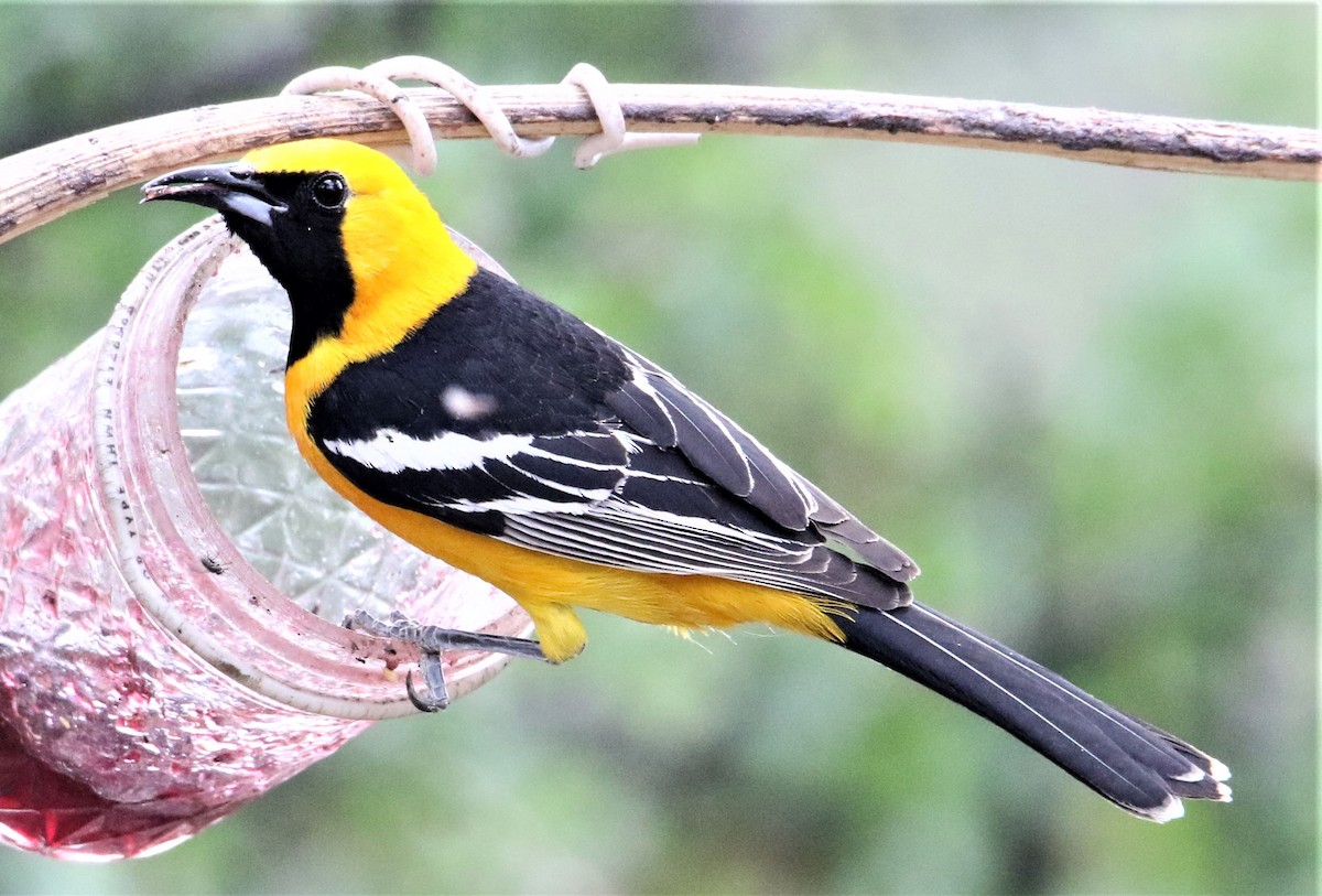 Hooded Oriole (nelsoni Group) - ML166904531