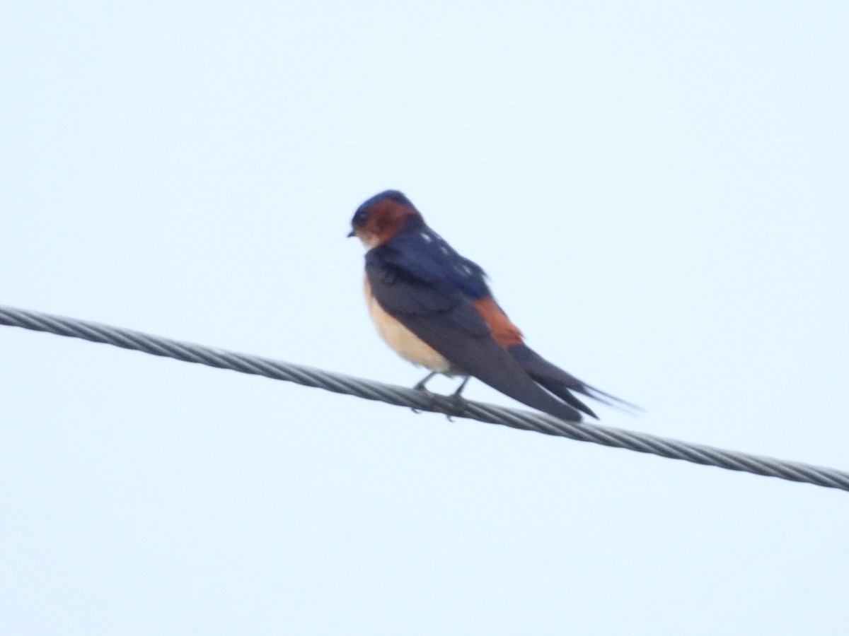 Red-rumped Swallow - Lakshmikant Neve