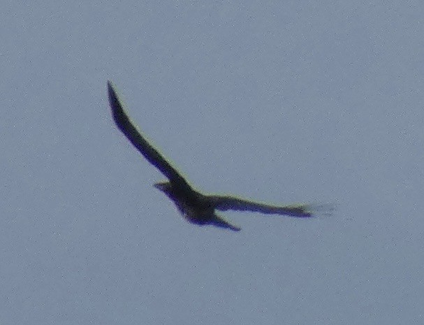 Common Raven - ML166905751