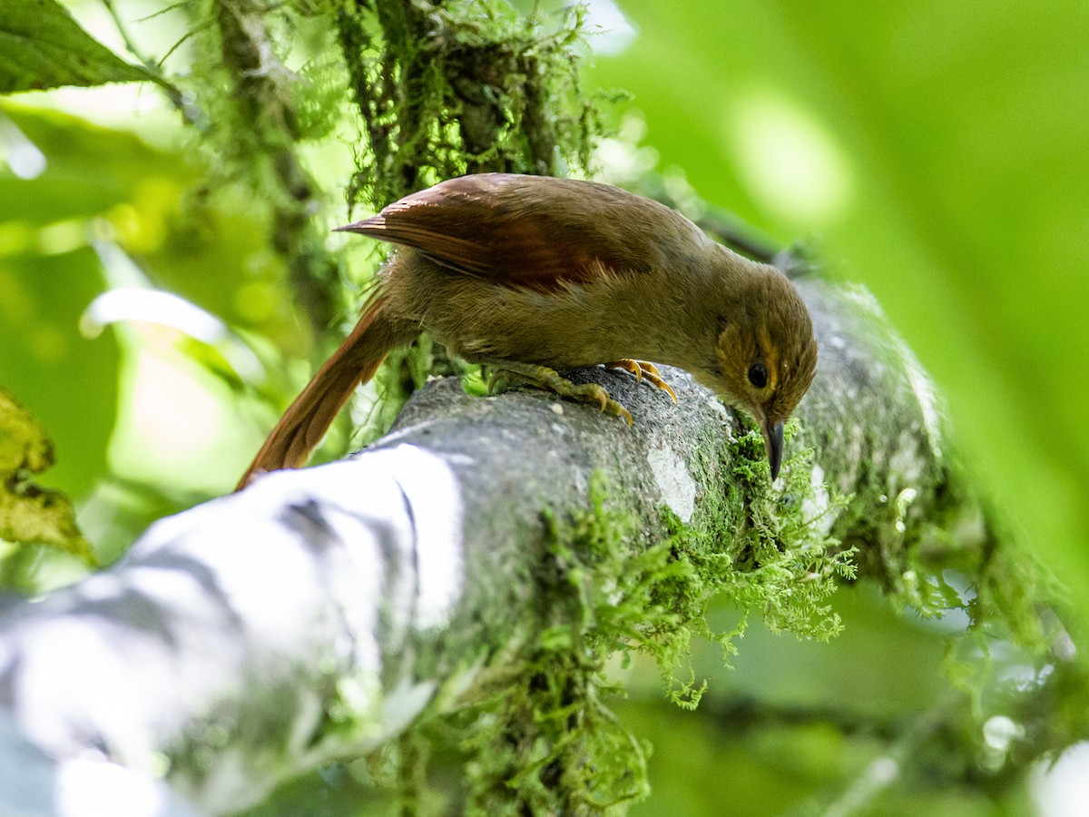 Red-faced Spinetail - Nick Athanas