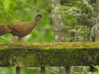Red Spurfowl, ML166909601