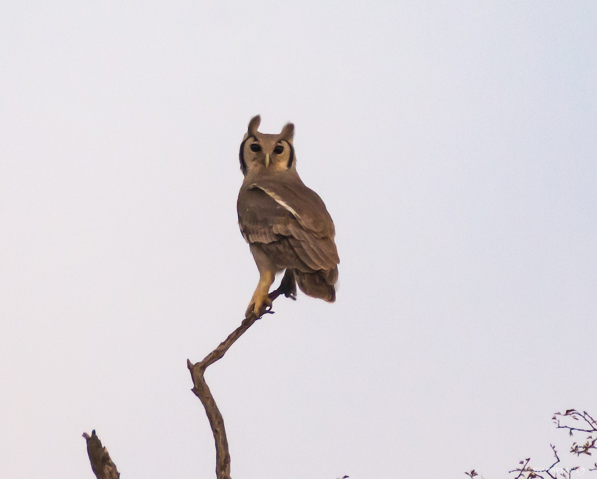 Verreaux's Eagle-Owl - Steven Martz