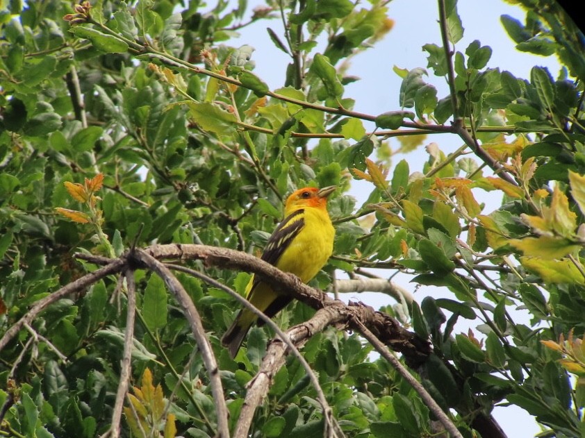 Western Tanager - ML166912721