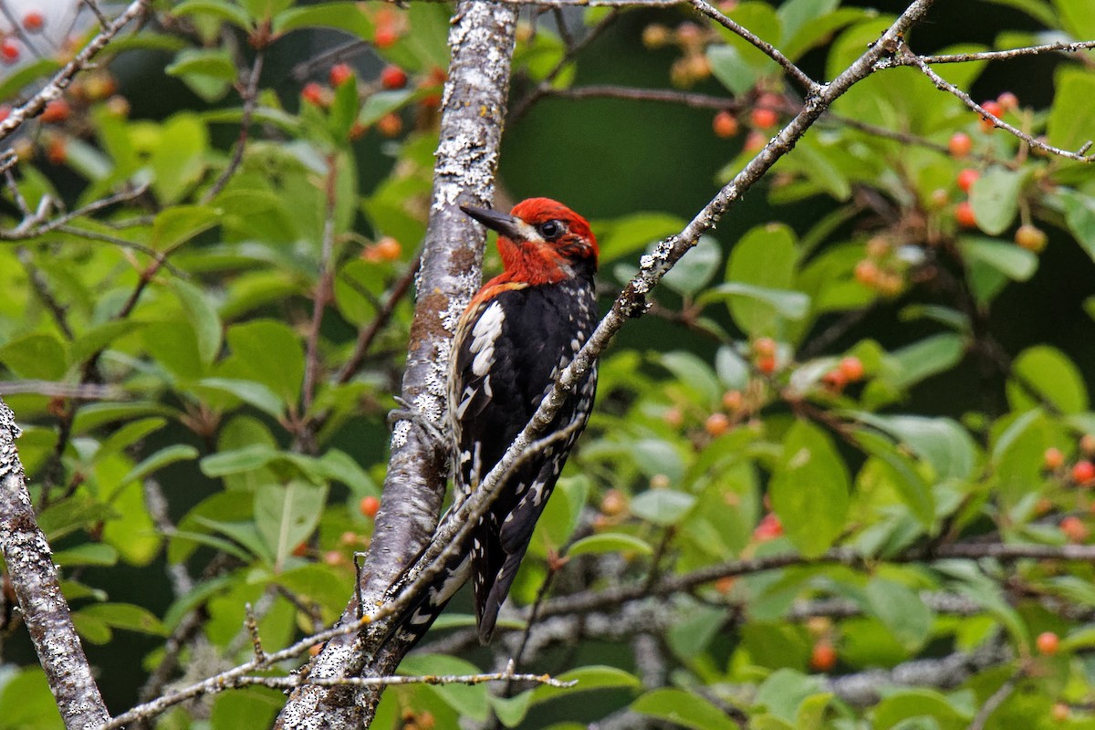 Red-breasted Sapsucker - ML166917481