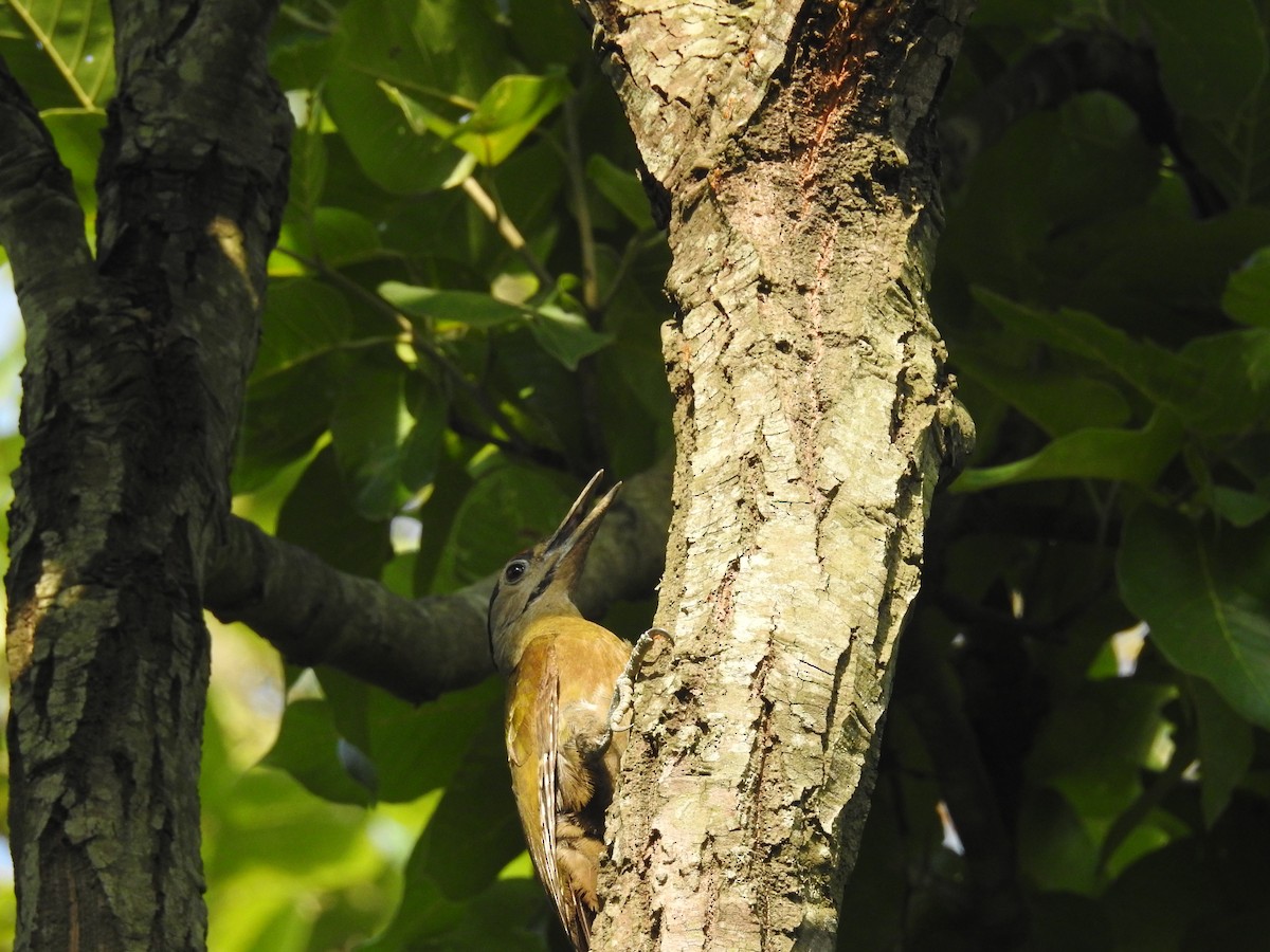 Gray-headed Woodpecker - ML166918681