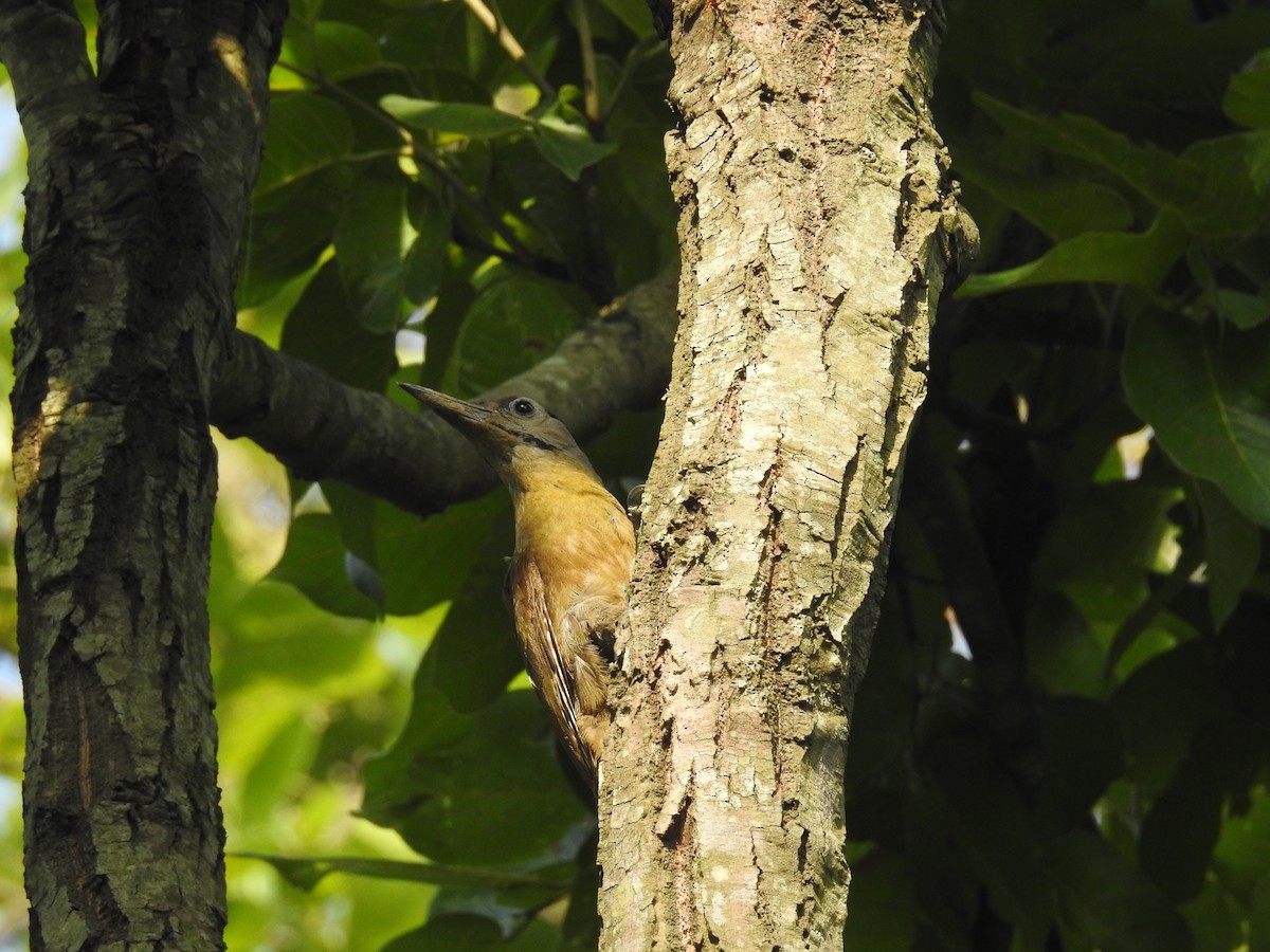 Gray-headed Woodpecker - ML166918711