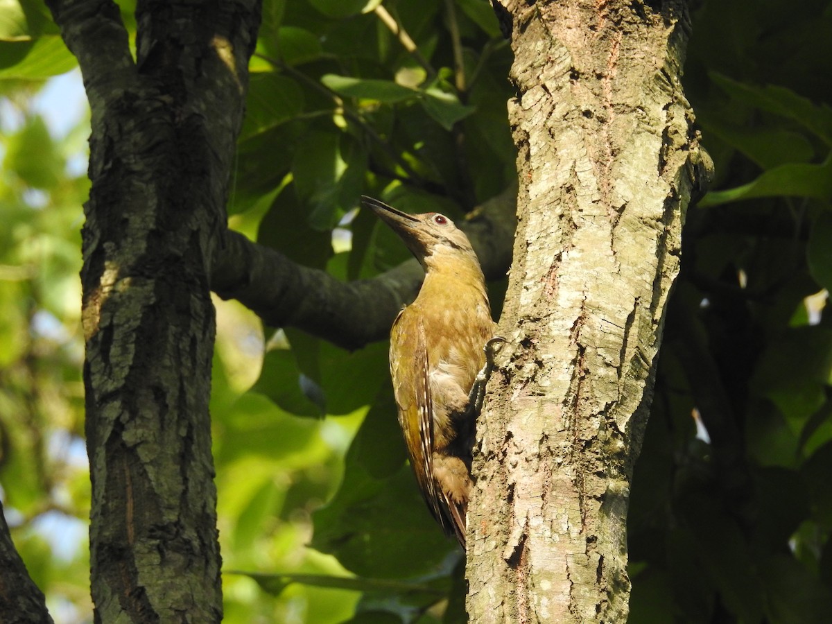 Gray-headed Woodpecker - ML166918771