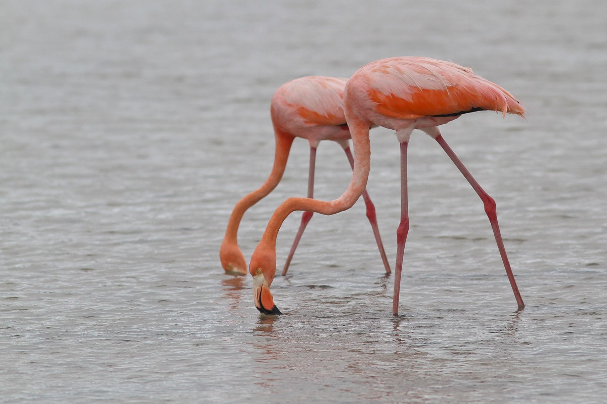American Flamingo - Michael O'Brien