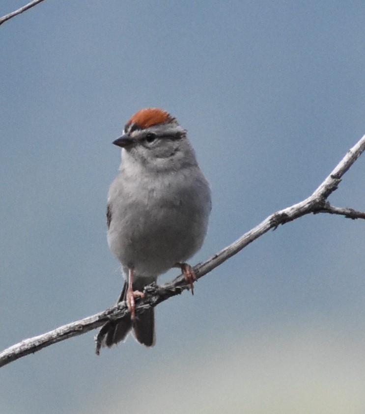 Chipping Sparrow - ML166921621