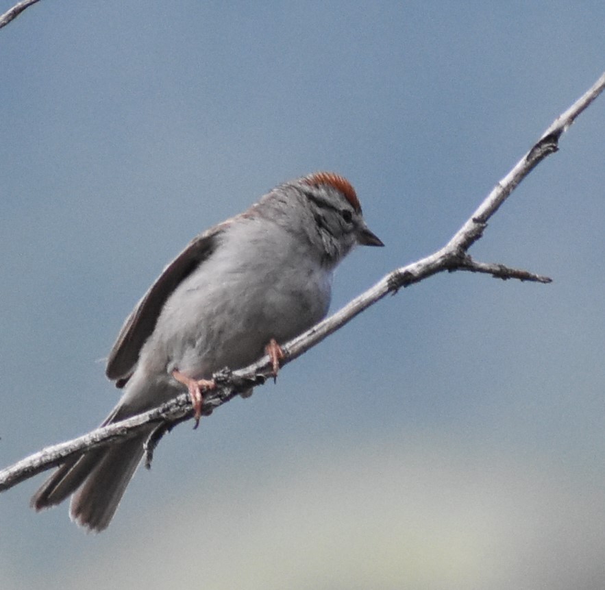 Chipping Sparrow - ML166921631