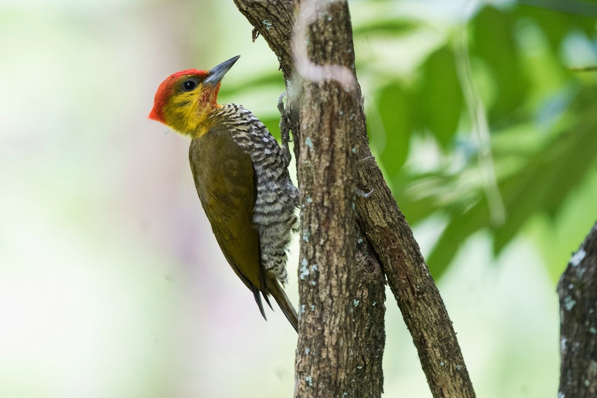 Yellow-throated Woodpecker - ML166923081