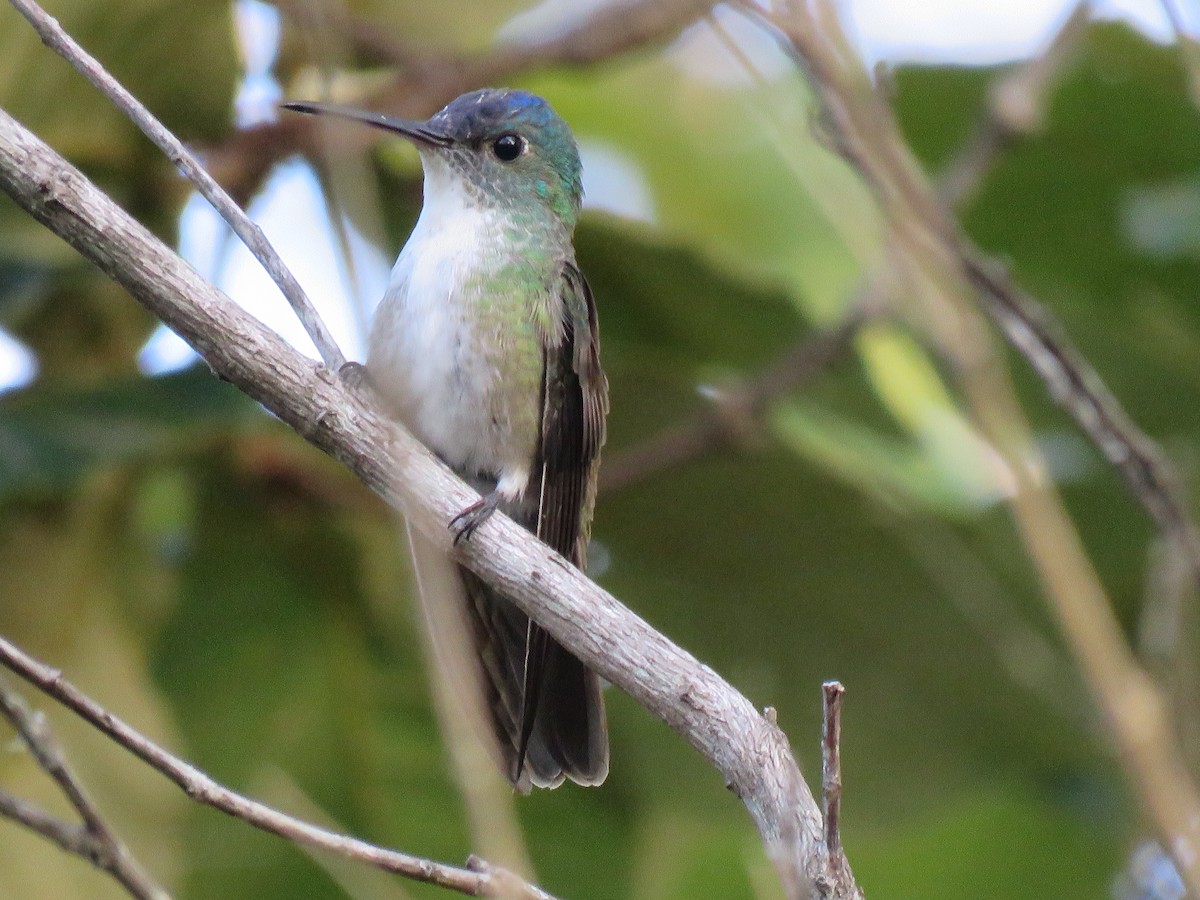 Azure-crowned Hummingbird - ML166924141