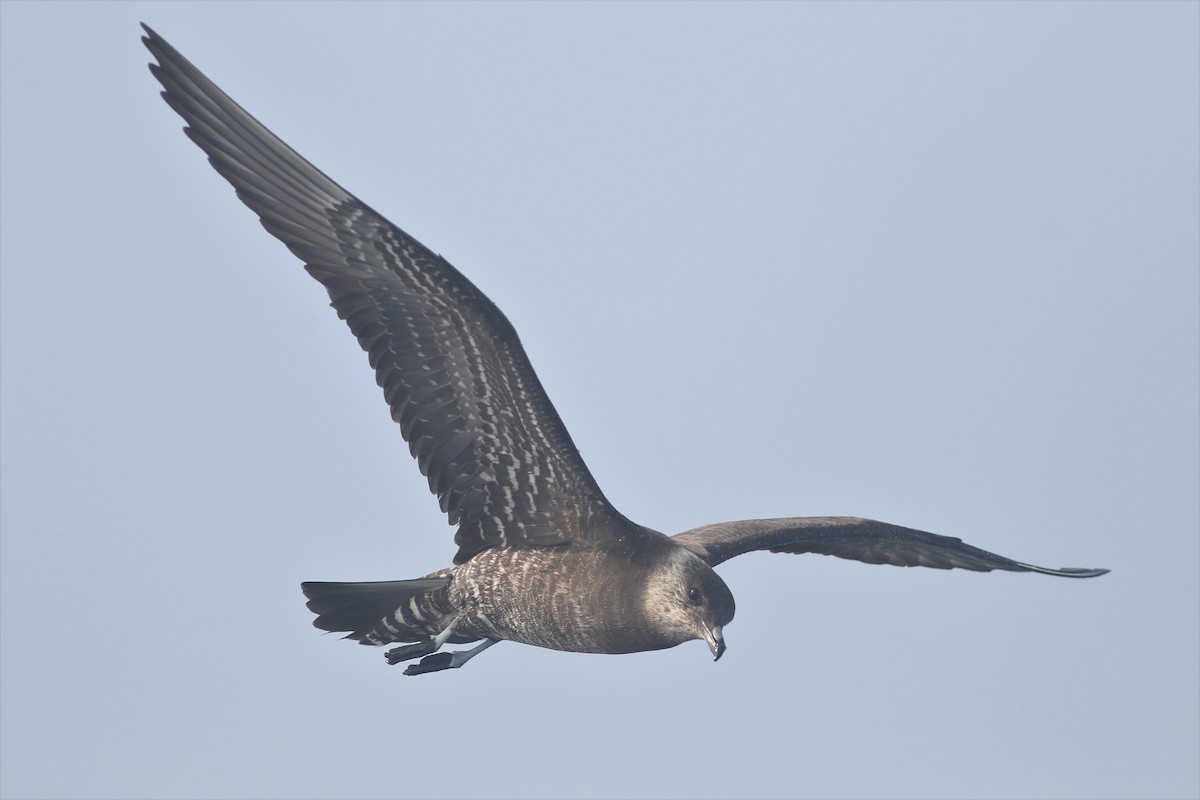 Long-tailed Jaeger - ML166924381