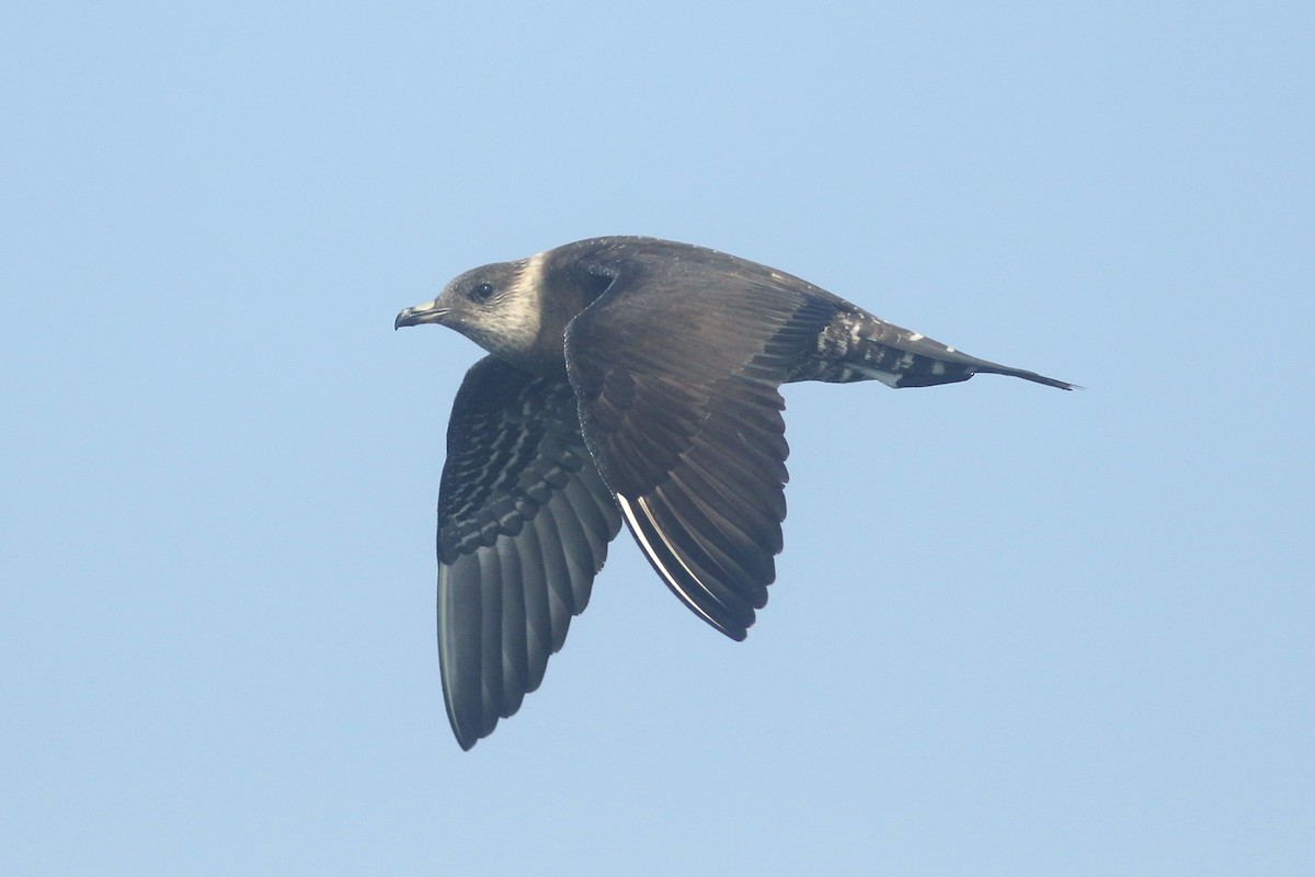Long-tailed Jaeger - ML166924391