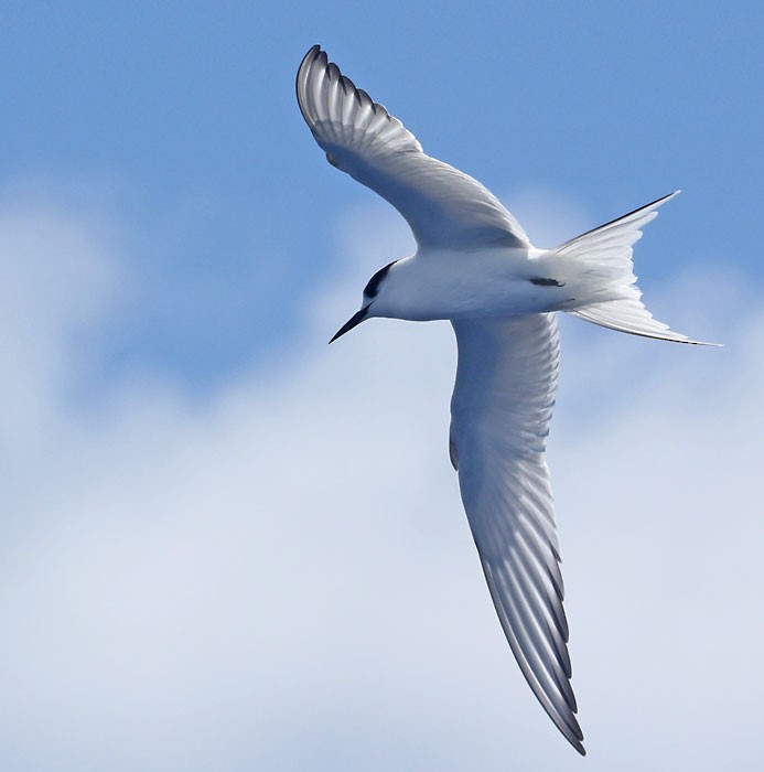 eBird Checklist - 31 May 2015 - 34.7771x-75.3145 Hatteras Pelagic - 6 ...