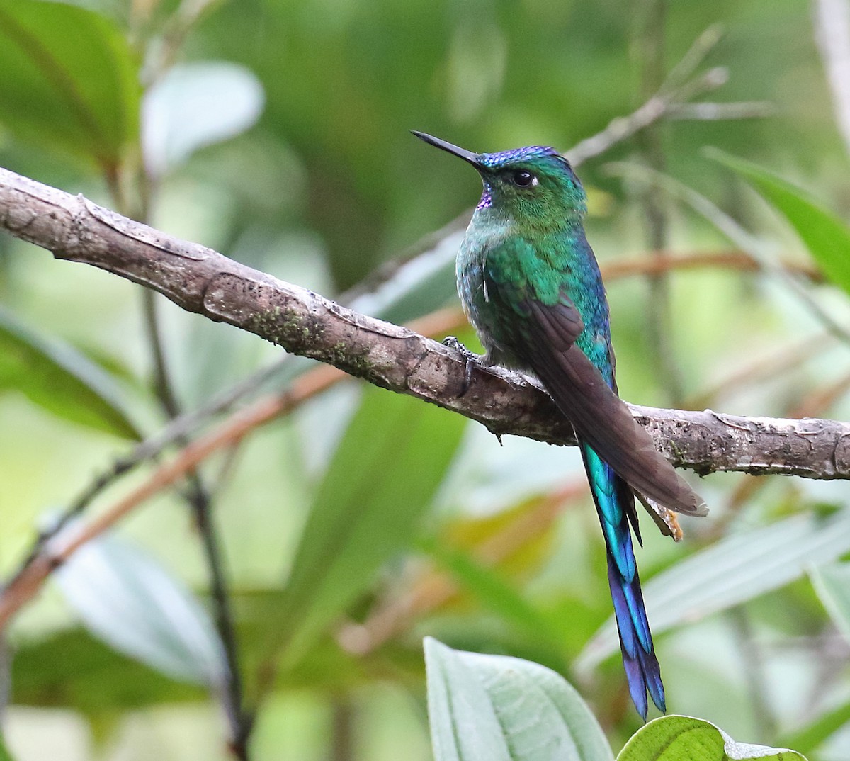 Long-tailed Sylph - ML166926311