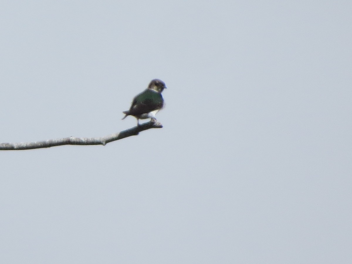 Violet-green Swallow - Garth Harwood
