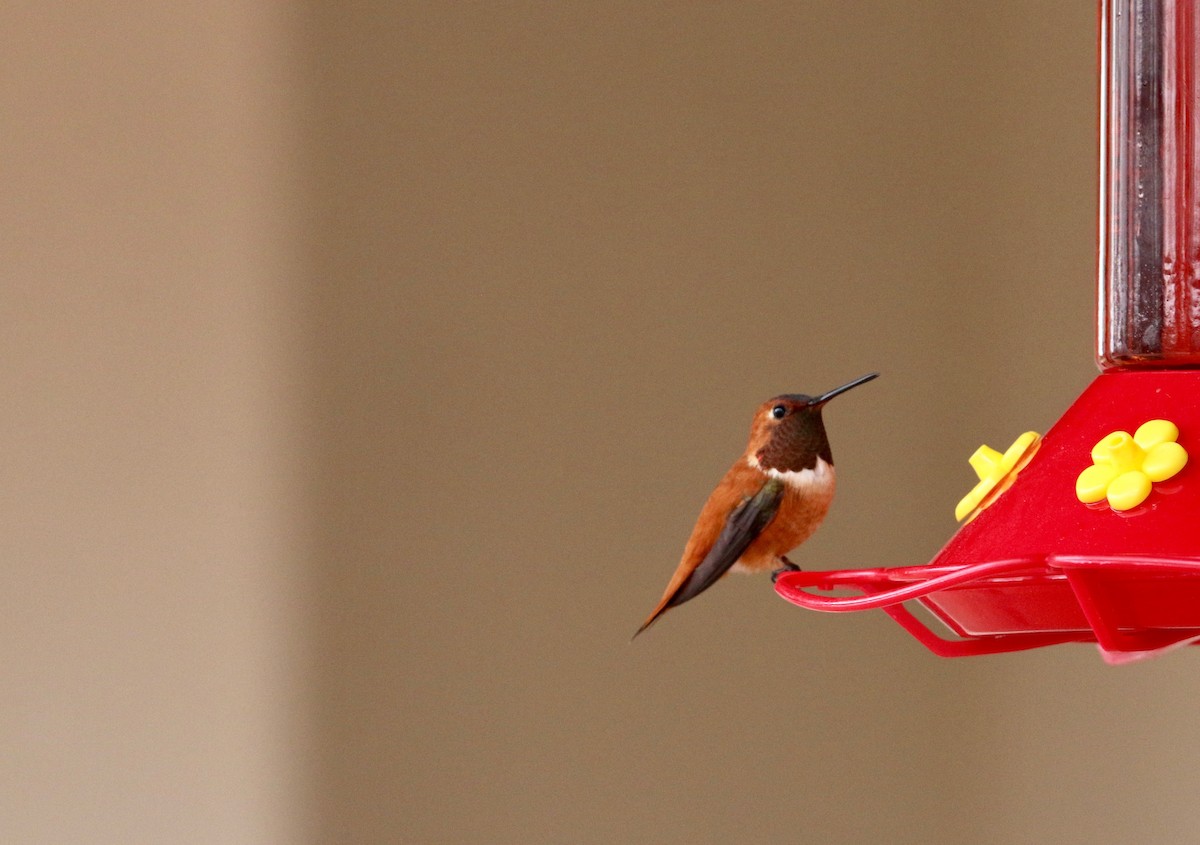 Rufous Hummingbird - JP Mullen