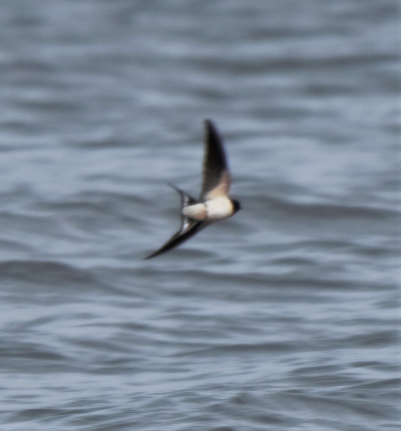 Barn Swallow (White-bellied) - Sue Riffe