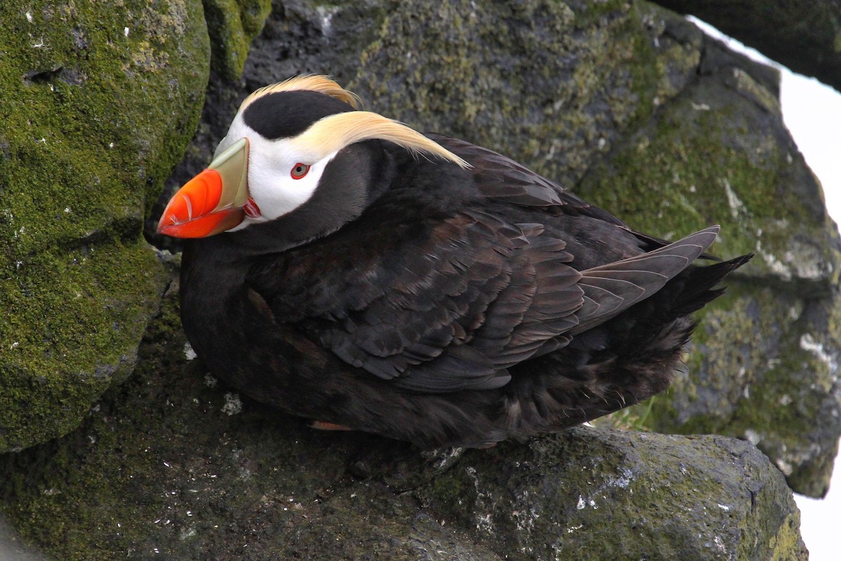 Tufted Puffin - ML166939771