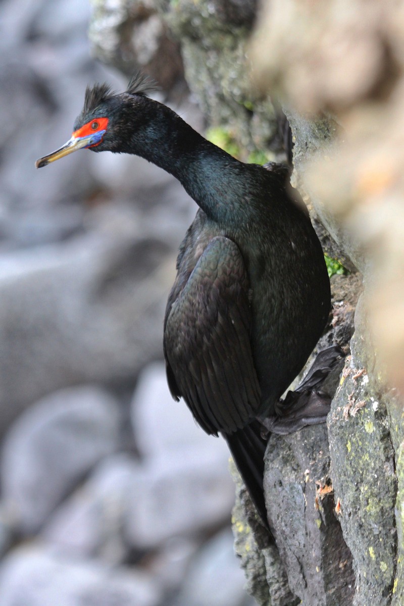 Red-faced Cormorant - ML166939841