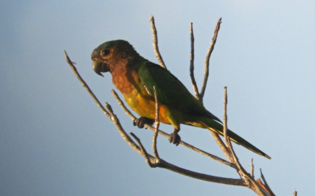 Brown-throated Parakeet - Ray Wershler