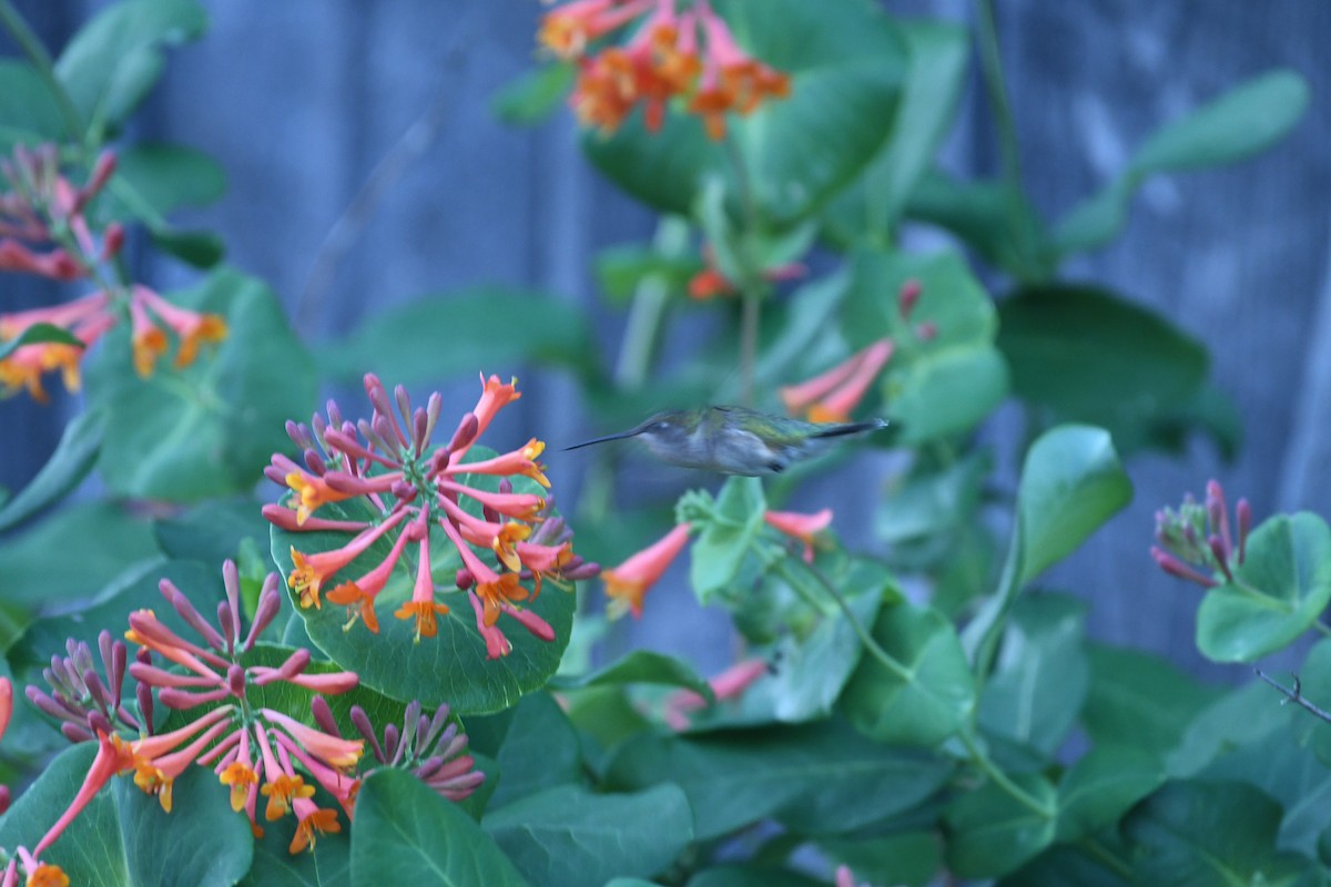 Ruby-throated Hummingbird - Richard Littauer