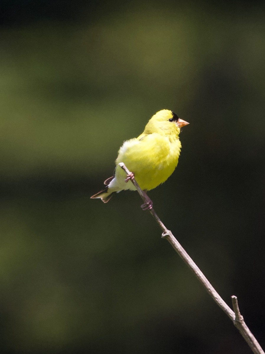 American Goldfinch - Rob O'Donnell