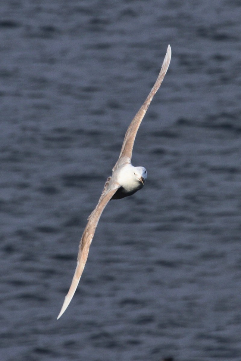 Glaucous-winged Gull - Daniel Tinoco