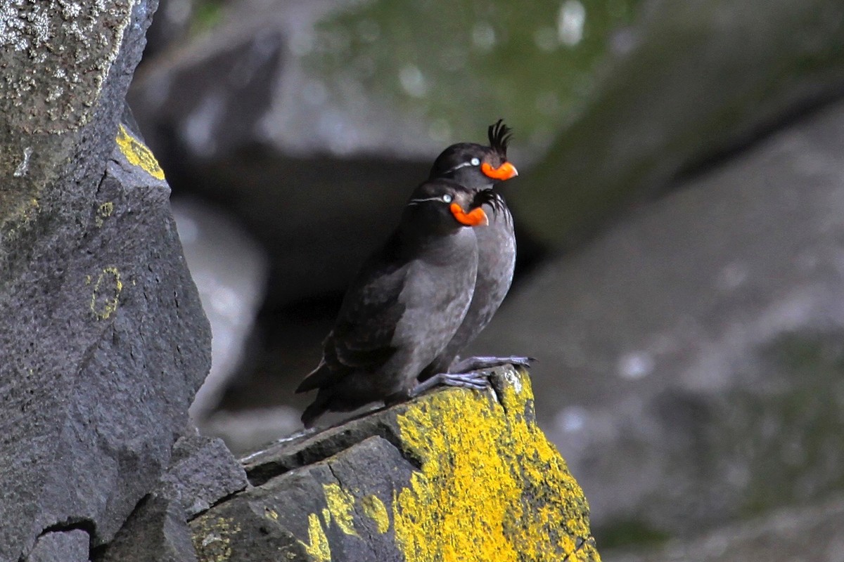 Crested Auklet - ML166947291