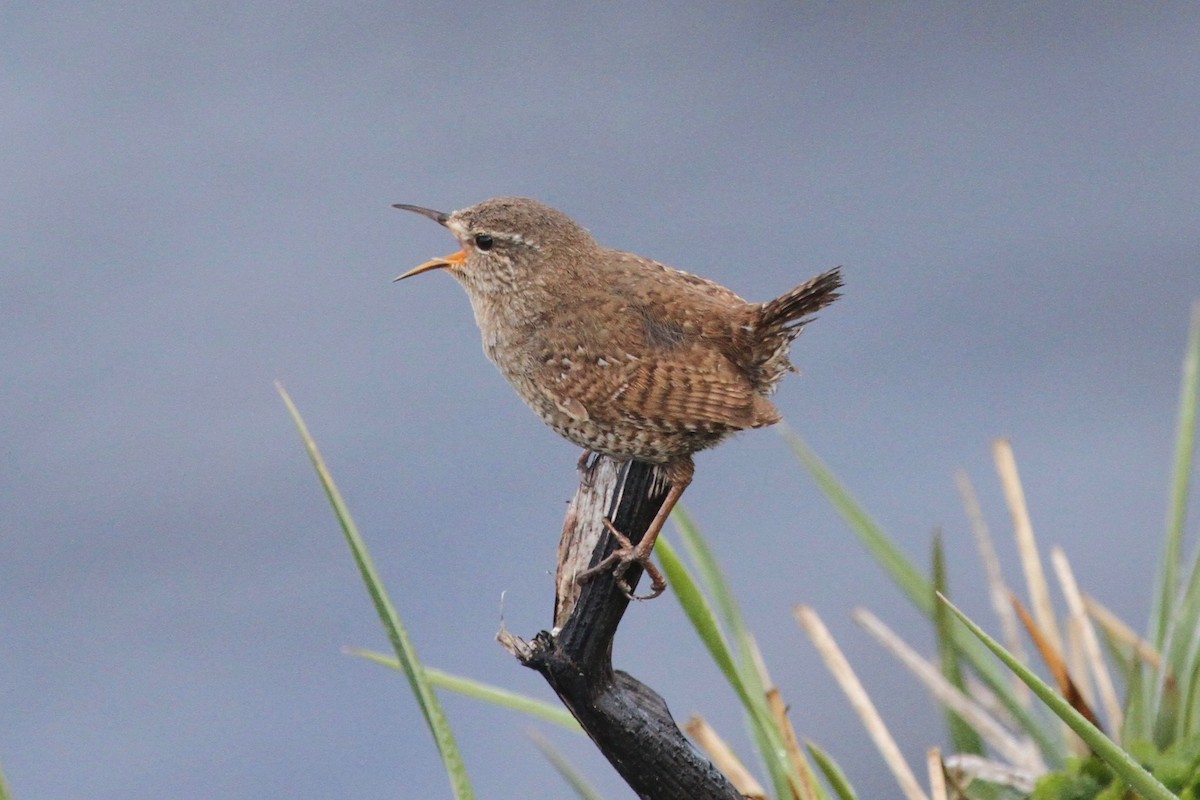 Pacific Wren (alascensis Group) - ML166947331