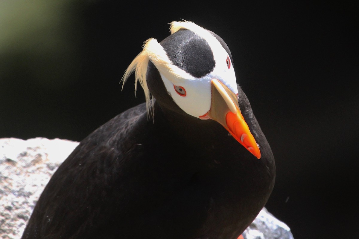 Tufted Puffin - ML166947441