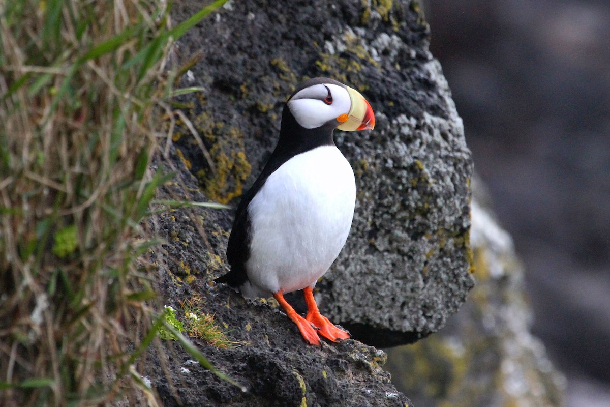 Horned Puffin - ML166947451