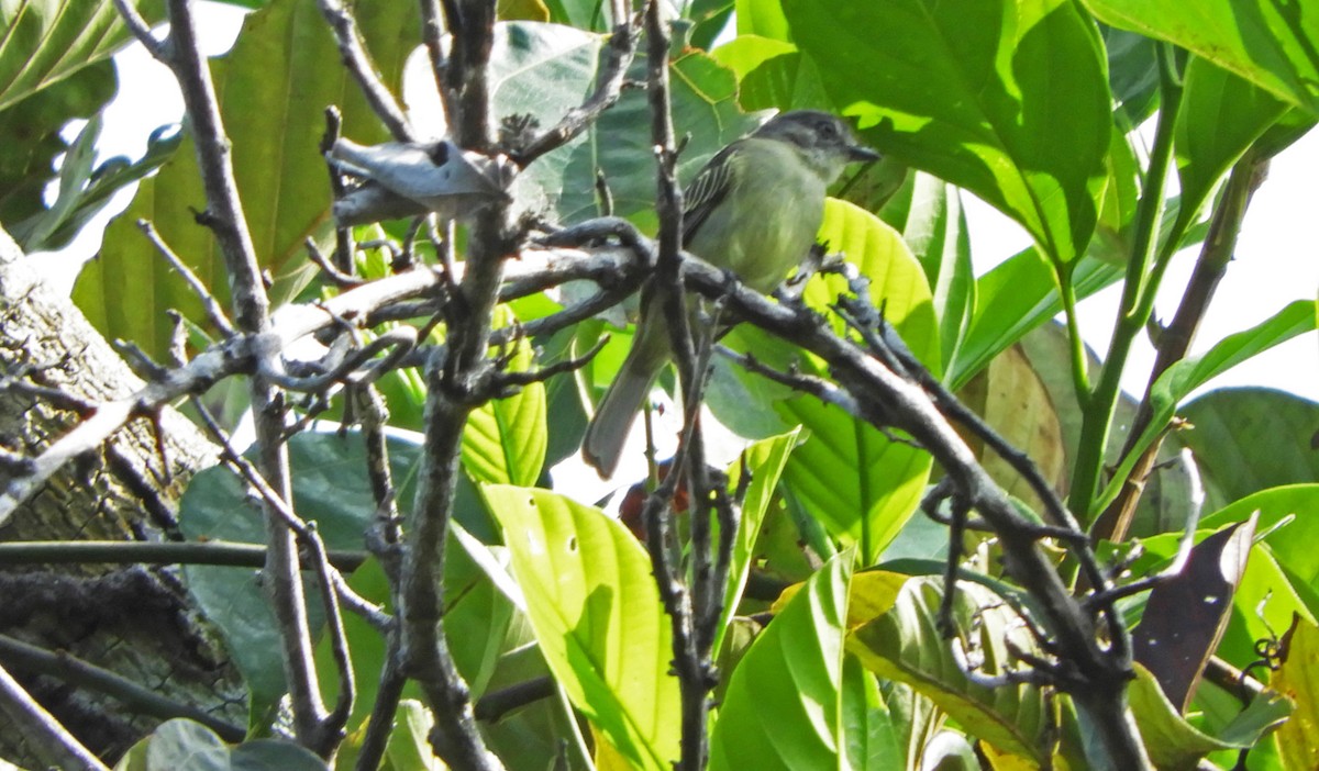 Gray-crowned Flatbill - ML166947961