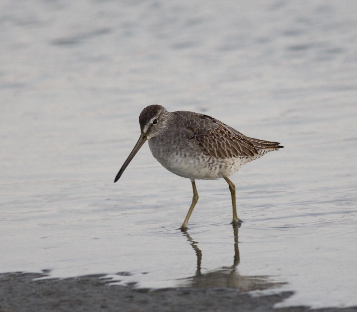 Long-billed Dowitcher - ML166948491