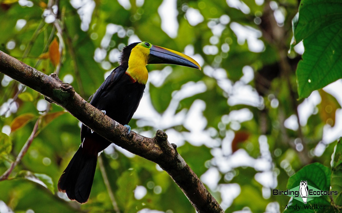 Yellow-throated Toucan (Chestnut-mandibled) - Andy Walker - Birding Ecotours