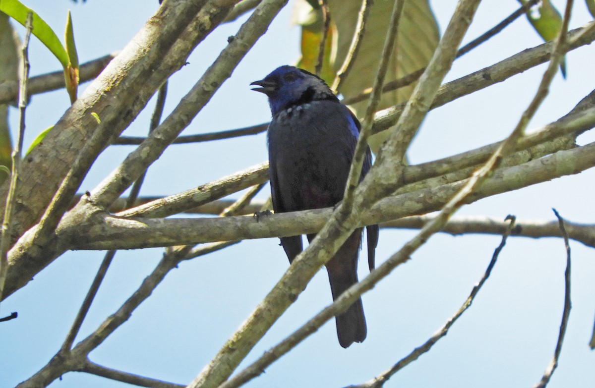 Opal-rumped Tanager - ML166956181