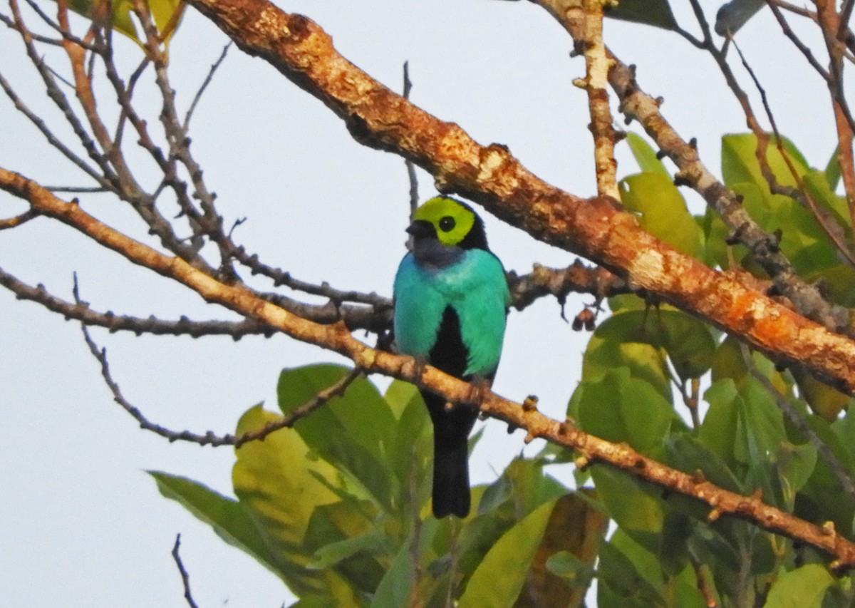 Paradise Tanager - ML166956271