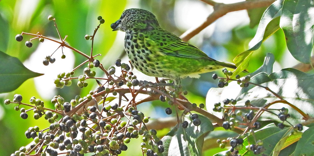 Spotted Tanager - ML166956331